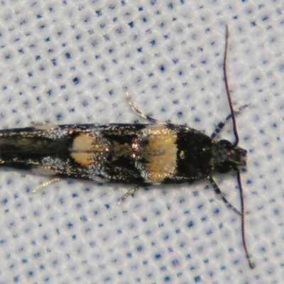 Stegasta variana (A curved-horn moth) at Sheldon, QLD - 1 Jun 2007 by PJH123