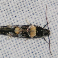 Stegasta variana (A curved-horn moth) at Sheldon, QLD - 1 Jun 2007 by PJH123