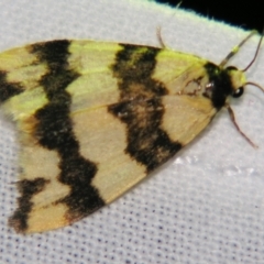 Termessa diplographa (Lithosiinae) at Sheldon, QLD - 1 Jun 2007 by PJH123