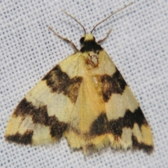 Termessa diplographa at suppressed - suppressed