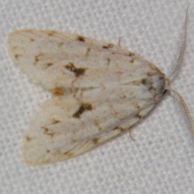 Thallarcha macilenta (Lithosiini) at Sheldon, QLD - 1 Jun 2007 by PJH123