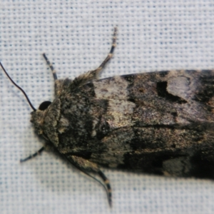 Thoracolopha flexirena at Sheldon, QLD - suppressed