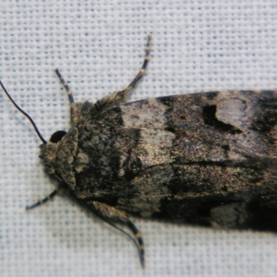 Thoracolopha flexirena (Zoned Noctuid) at Sheldon, QLD - 1 Jun 2007 by PJH123