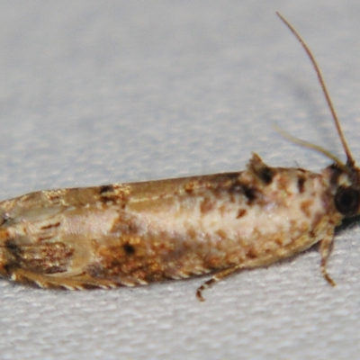 Dudua aprobola (Mango Webworm) at Sheldon, QLD - 1 Jun 2007 by PJH123