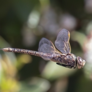 Anax papuensis at Macgregor, ACT - 1 Aug 2023