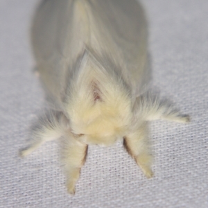 Trichiocercus sparshalli at Sheldon, QLD - suppressed