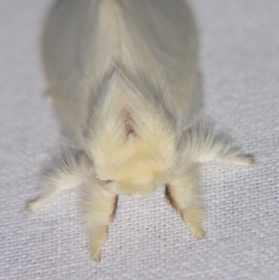 Trichiocercus sparshalli (Sparshall's Moth) at Sheldon, QLD - 1 Jun 2007 by PJH123
