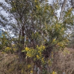 Acacia rubida (Red-stemmed Wattle, Red-leaved Wattle) at Western Edge Area - 5 Aug 2023 by HelenCross