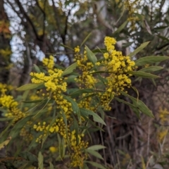 Acacia rubida at Tuggeranong, ACT - 5 Aug 2023