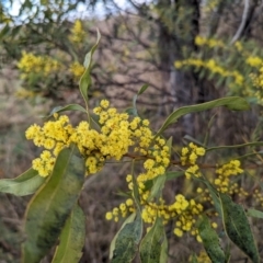 Acacia rubida at Tuggeranong, ACT - 5 Aug 2023 10:14 AM