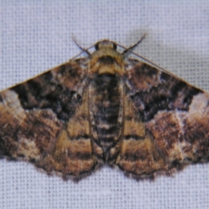 Aporoctena scierodes at Sheldon, QLD - suppressed