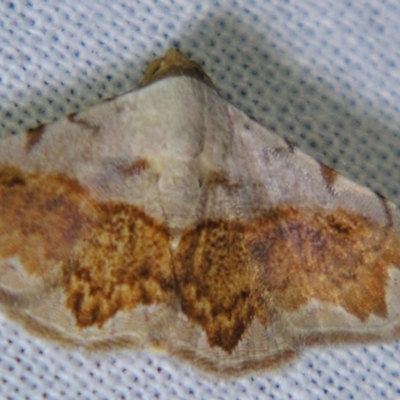 Autoba pectorora (A Noctuid moth (Acontiinae) at Sheldon, QLD - 2 Jun 2007 by PJH123
