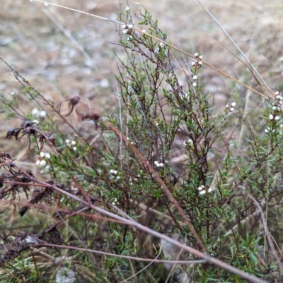 Cryptandra amara (Bitter Cryptandra) at Lions Youth Haven - Westwood Farm A.C.T. - 5 Aug 2023 by HelenCross