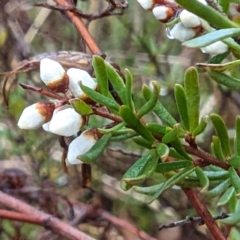 Cryptandra amara at Tuggeranong, ACT - 5 Aug 2023