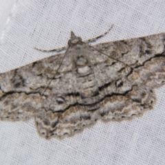 Cleora displicata (A Cleora Bark Moth) at Sheldon, QLD - 2 Jun 2007 by PJH123