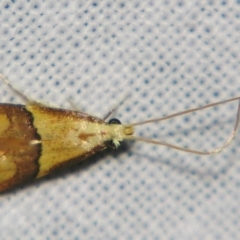 Crocanthes prasinopis (A Curved -horn moth) at Sheldon, QLD - 2 Jun 2007 by PJH123