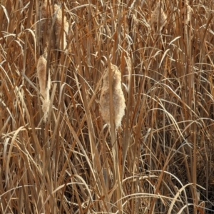 Typha sp. at Tuggeranong, ACT - 5 Aug 2023