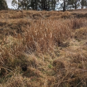 Typha sp. at Tuggeranong, ACT - 5 Aug 2023