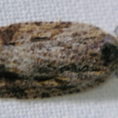 Thrincophora lignigerana (A Tortricid moth) at Sheldon, QLD - 2 Jun 2007 by PJH123
