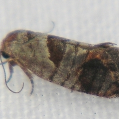 Eupselia holoxantha (Hypertrophidae) at Sheldon, QLD - 3 Jun 2007 by PJH123