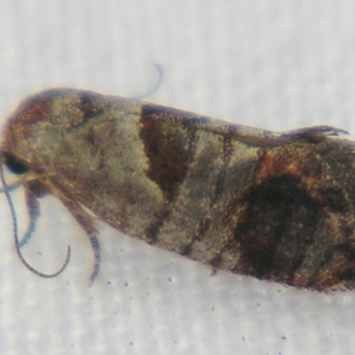 Eupselia holoxantha (Hypertrophidae) at Sheldon, QLD - 3 Jun 2007 by PJH123