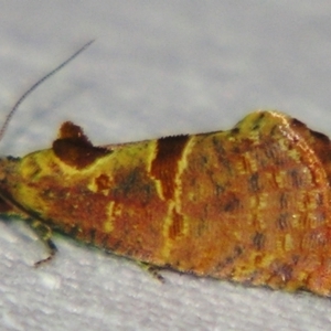 Glyphidoptera insignana at Sheldon, QLD - suppressed