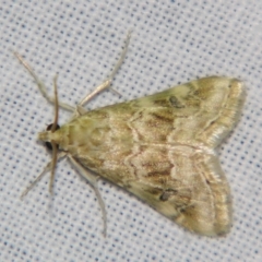 Hellula undalis (Cabbage Webworm) at Sheldon, QLD - 2 Jun 2007 by PJH123