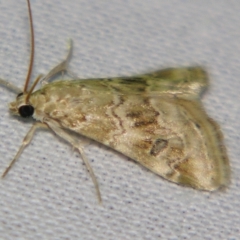 Hellula undalis at Sheldon, QLD - 2 Jun 2007