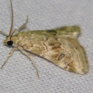 Hellula undalis at Sheldon, QLD - 2 Jun 2007