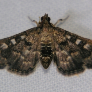 Nacoleia rhoeoalis at Sheldon, QLD - 2 Jun 2007