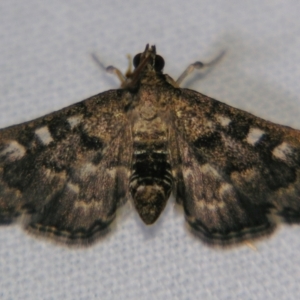 Nacoleia rhoeoalis at Sheldon, QLD - suppressed