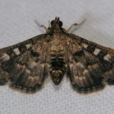 Nacoleia rhoeoalis (A Crambid moth (Spilomelinae) at Sheldon, QLD - 2 Jun 2007 by PJH123