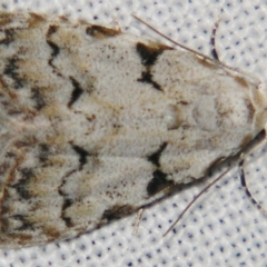 Nola bifascialis (A Noctuid moth (Nolidae)) at Sheldon, QLD - 2 Jun 2007 by PJH123
