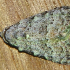 Nola pycnopasta (A noctuid moth (Nolinae)) at Sheldon, QLD by PJH123