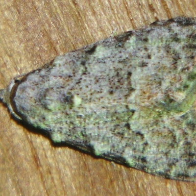 Unidentified Noctuoid moth (except Arctiinae) at Sheldon, QLD - 2 Jun 2007 by PJH123