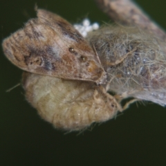 Orgyia australis (Painted Pine Moth) at Sheldon, QLD - 3 Jun 2007 by PJH123