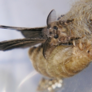 Orgyia australis at Sheldon, QLD - suppressed