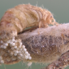 Orgyia australis at Sheldon, QLD - suppressed