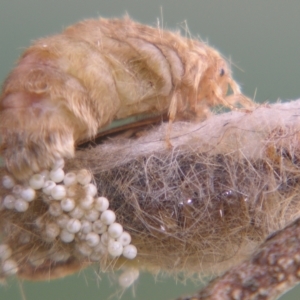 Orgyia australis at Sheldon, QLD - suppressed