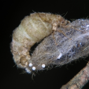 Orgyia australis at Sheldon, QLD - suppressed