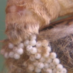 Orgyia australis at Sheldon, QLD - suppressed