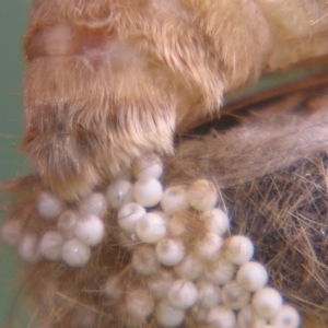 Orgyia australis at Sheldon, QLD - suppressed