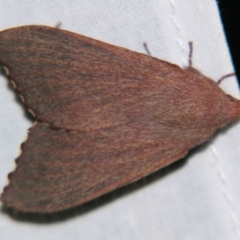 Pararguda crenulata (Lappett moth or Snout moth) at Sheldon, QLD - 2 Jun 2007 by PJH123