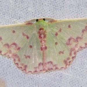 Prasinocyma rhodocosma at Sheldon, QLD - suppressed