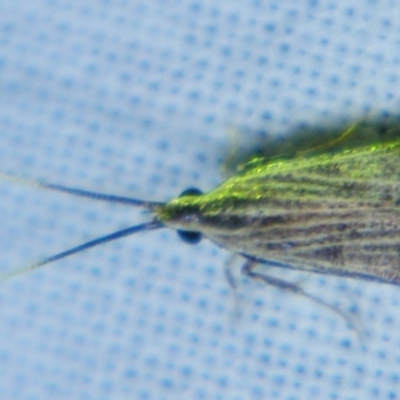 Sarisophora leptoglypta (A Gelechioid moth (Lecithoceridae)) at Sheldon, QLD - 2 Jun 2007 by PJH123