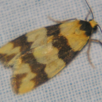 Termessa diplographa (Lithosiinae) at Sheldon, QLD - 2 Jun 2007 by PJH123