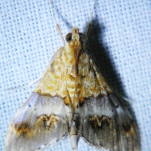 Tetracona amathealis at Sheldon, QLD - suppressed