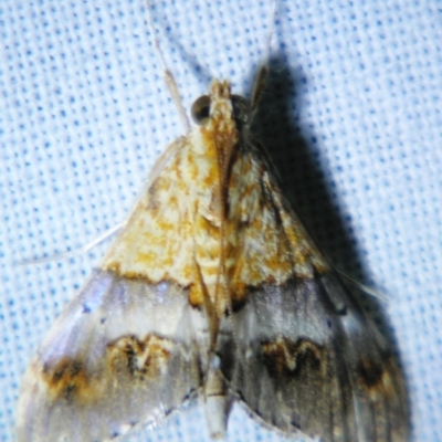 Tetracona amathealis (A Crambid moth) at Sheldon, QLD - 2 Jun 2007 by PJH123