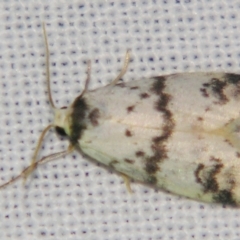 Thallarcha sparsana (Fair Footman) at Sheldon, QLD - 2 Jun 2007 by PJH123