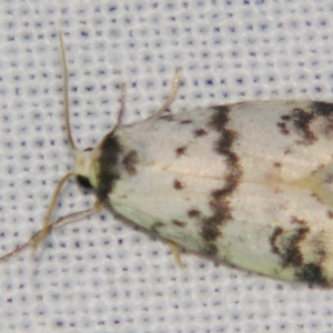 Thallarcha sparsana at Sheldon, QLD - 2 Jun 2007